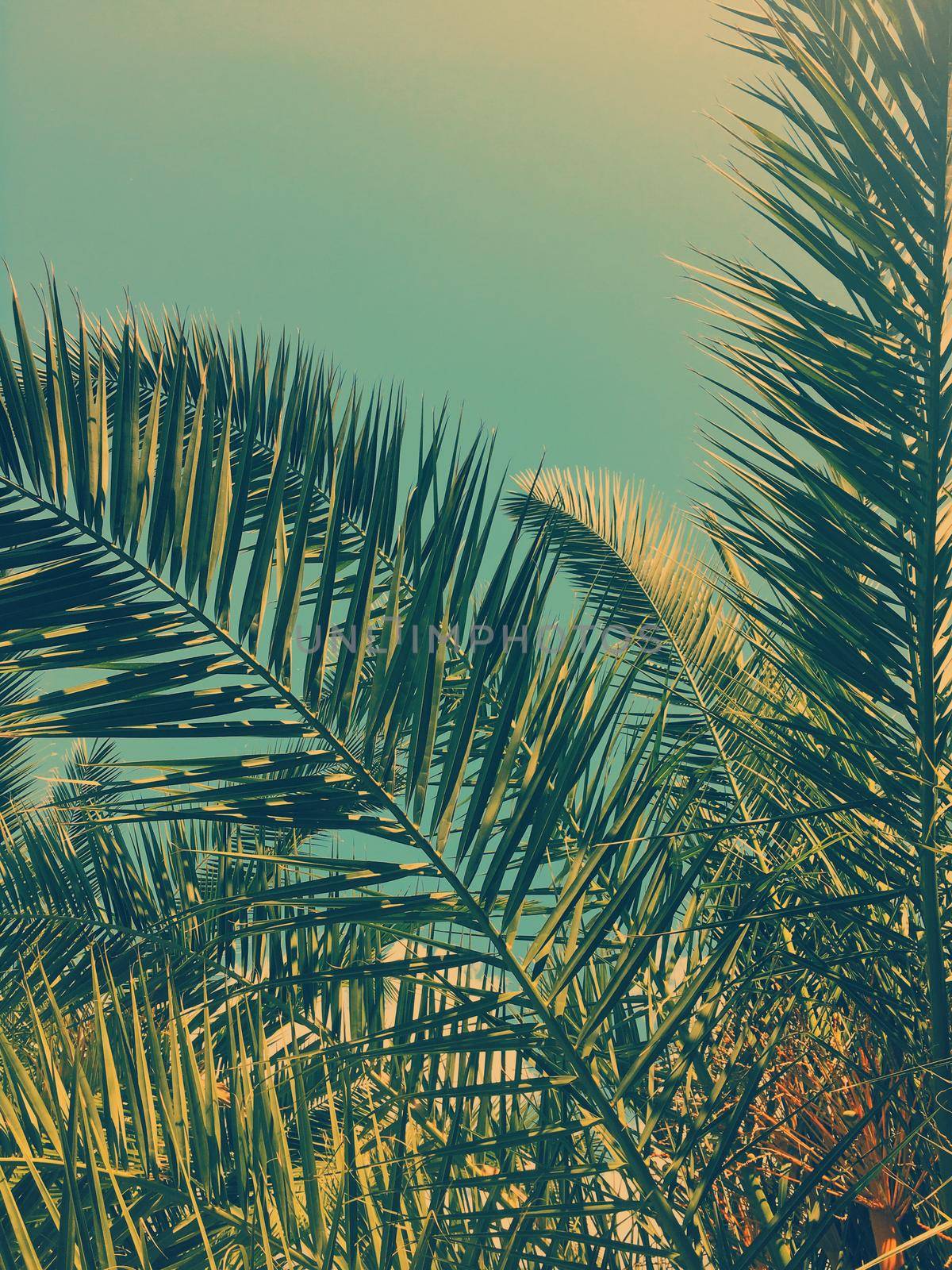 Palm tree leaves and the sky, summertime travel background by Anneleven