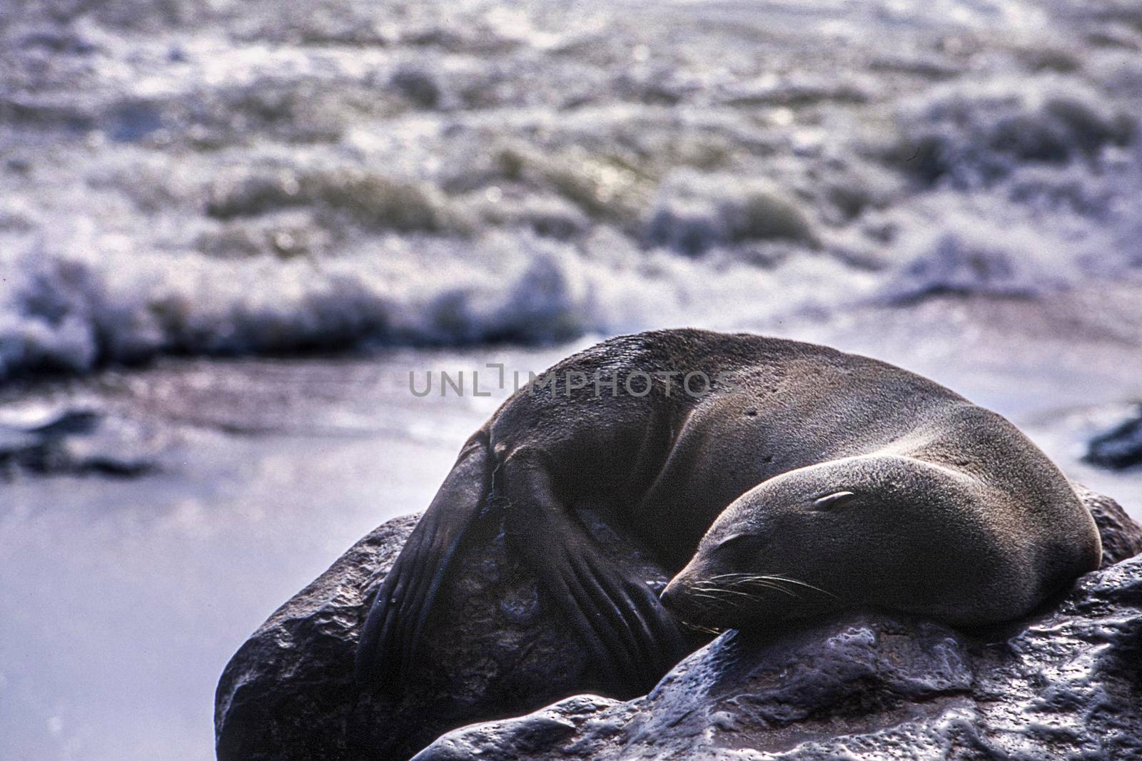 cape fur seal (arctocephalus pusillus) cape cross, namibia, africa