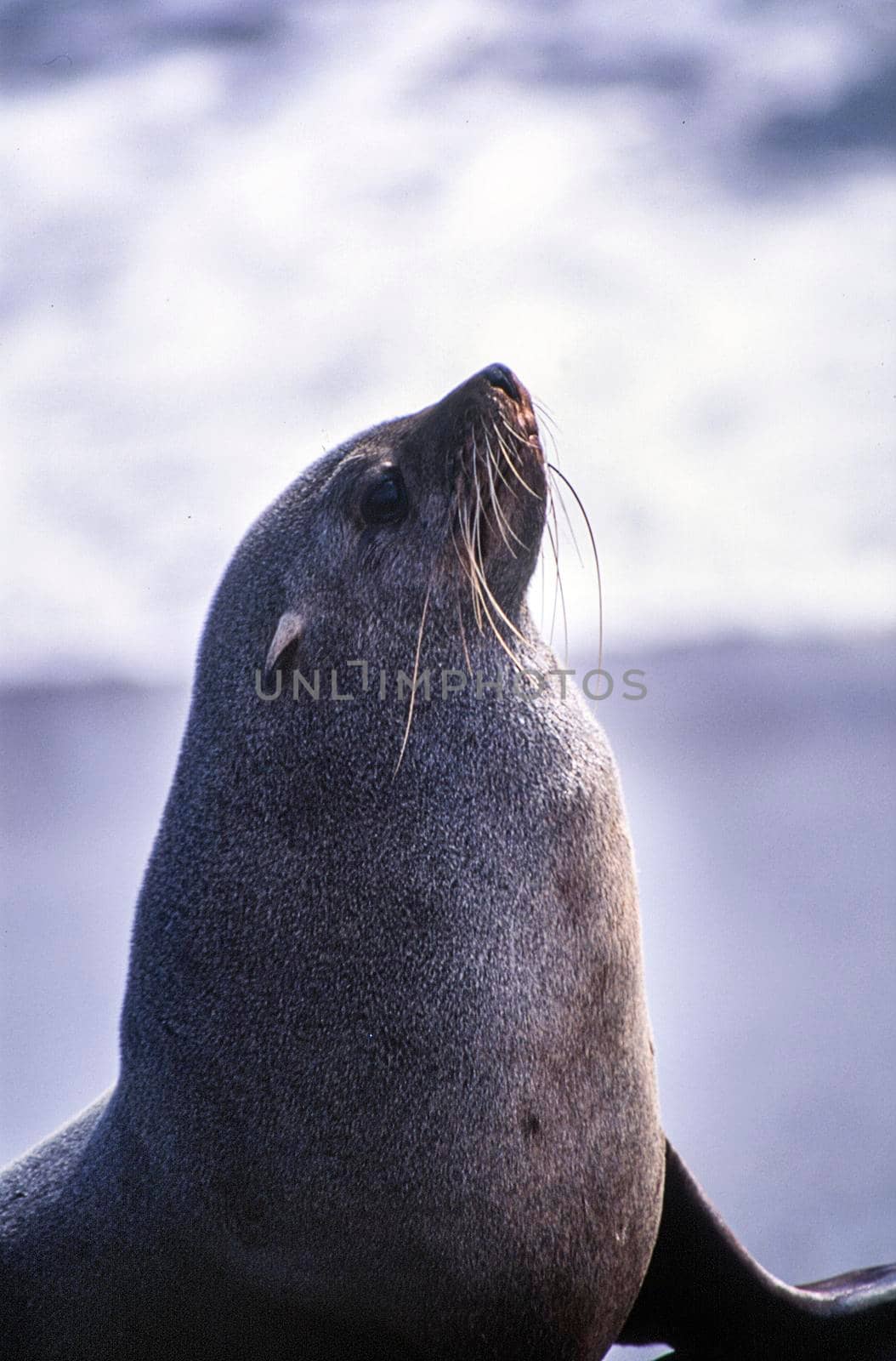 cape fur seal (arctocephalus pusillus) cape cross, namibia, africa