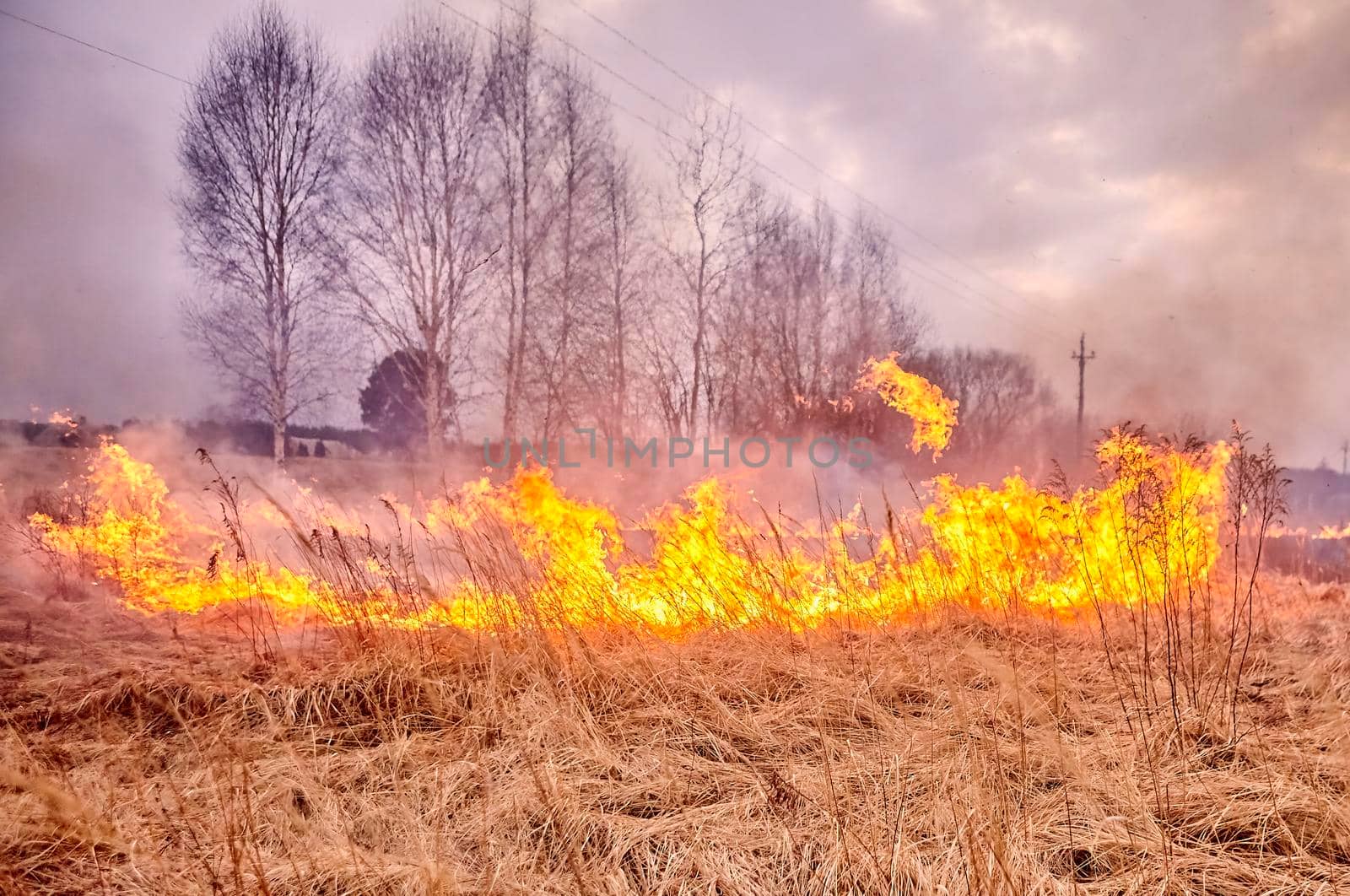 Burning old dry grass in garden. Flaming dry grass on a field. Forest fire. Stubble field is burned by farmer. Fire in the Field.