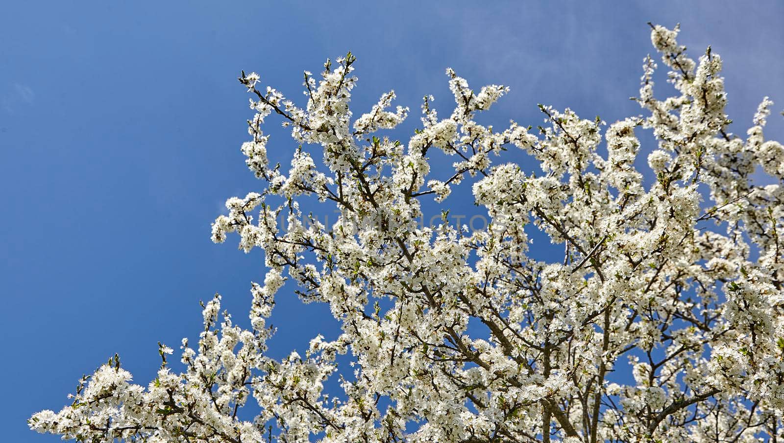 Tree branches, plum blossoms against the blue sky. White flowers in bright weather