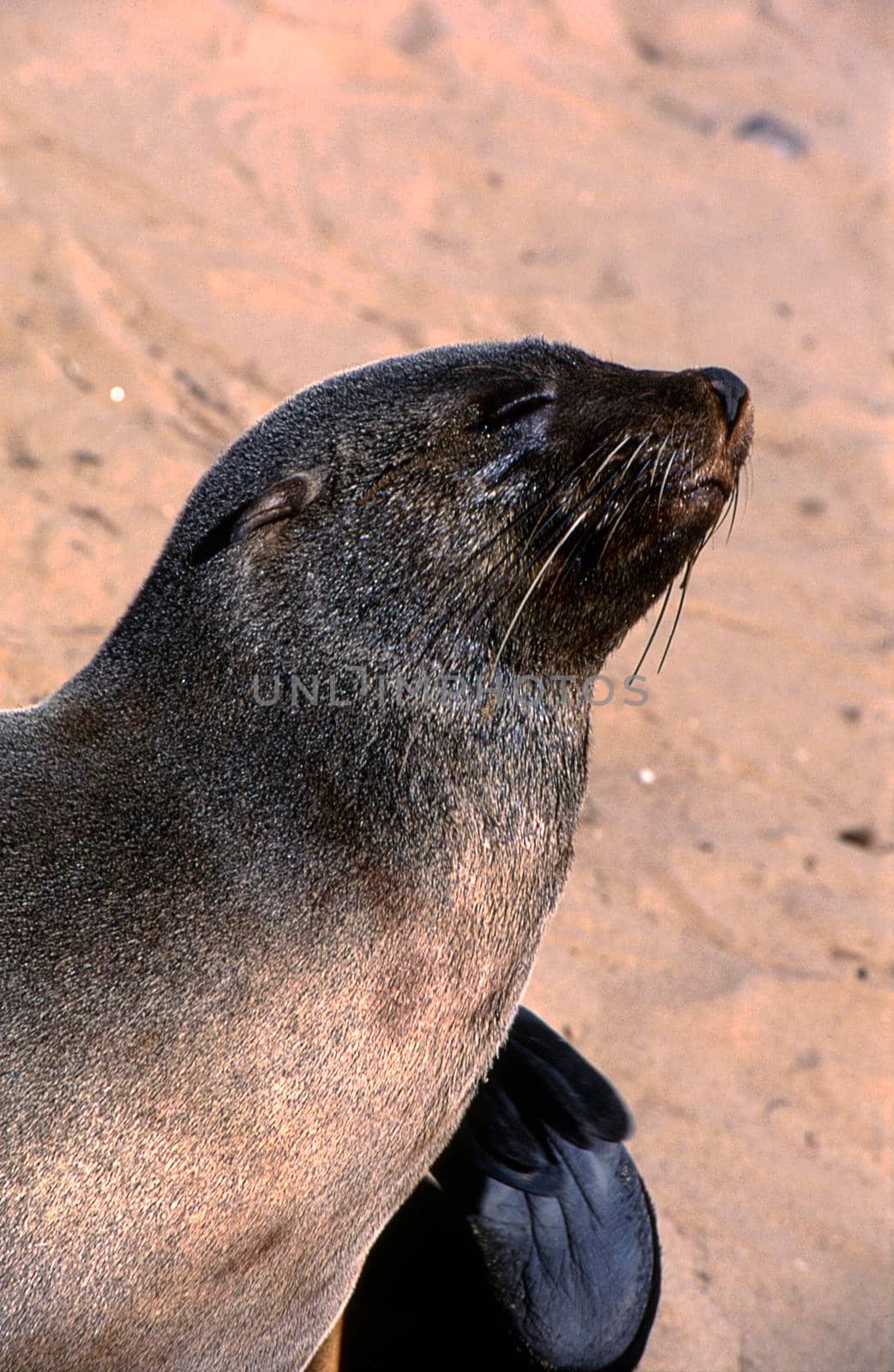 cape fur seal (arctocephalus pusillus) cape cross, namibia, africa