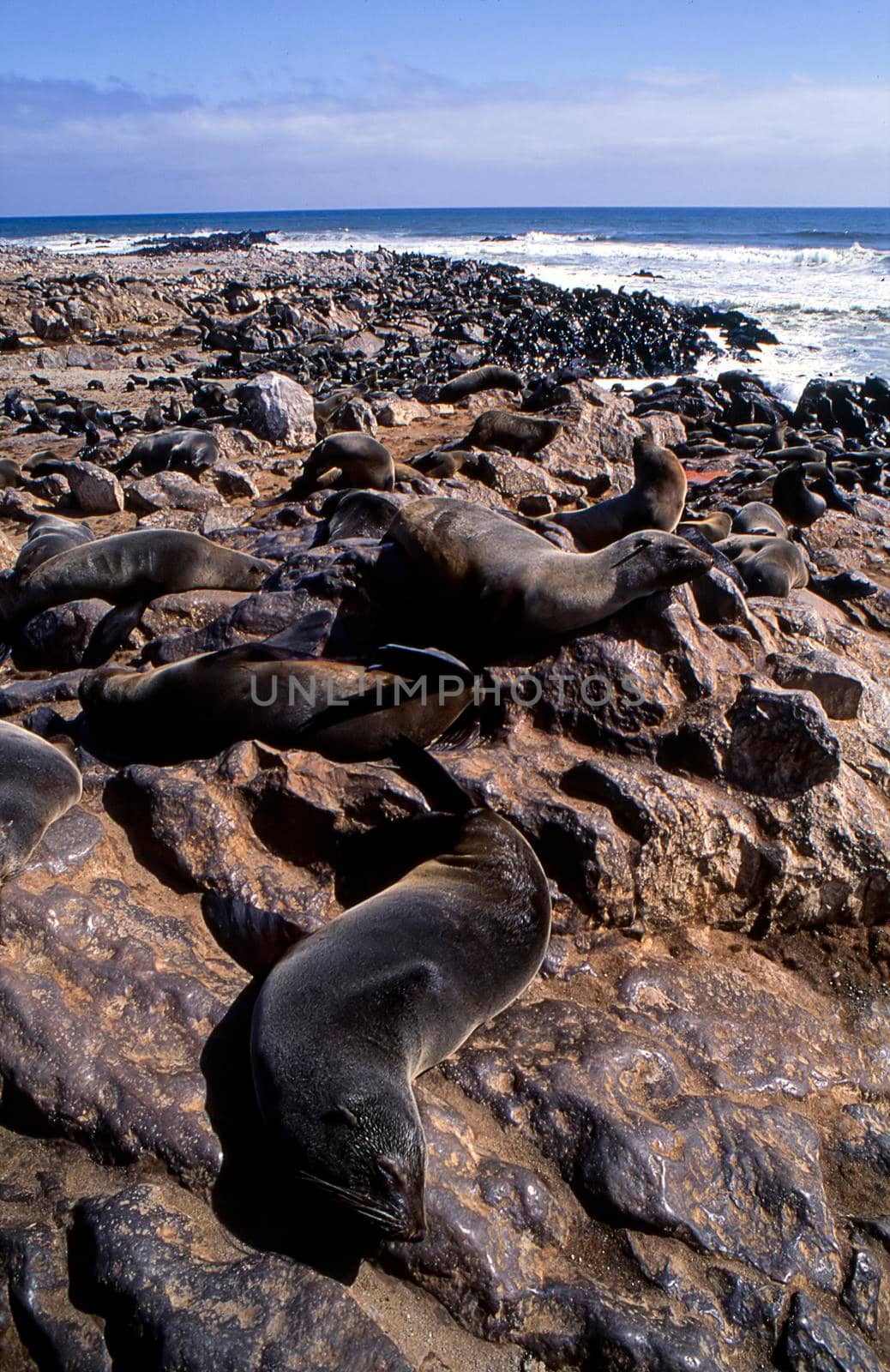 cape fur seal (arctocephalus pusillus) cape cross, namibia, africa