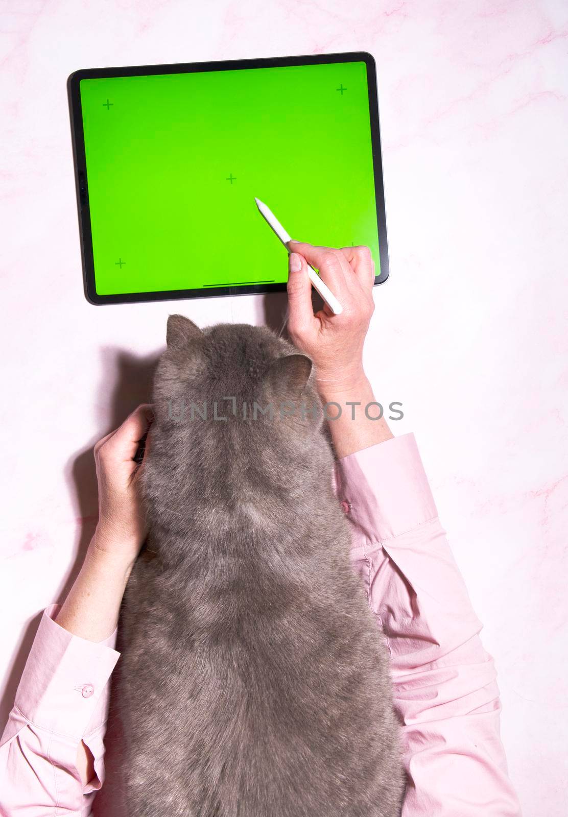 A gray cat sits on a pink marble table next to a tablet, top view, a pet orders food delivery at home, woman's hands are holding a cat