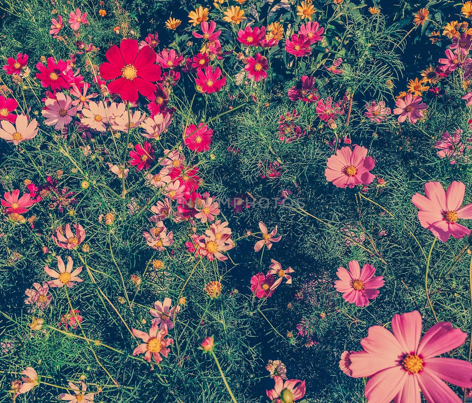 Springtime, beauty in nature and gardening concept - Daisy flowers in sunny garden