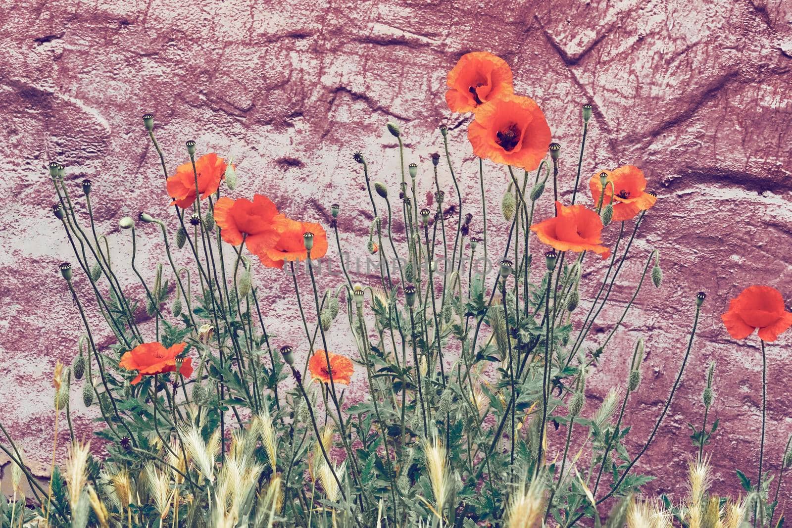 a herbaceous plant with showy flowers, milky sap, and rounded seed capsules. Many poppies contain alkaloids and are a source of drugs. Red tender scarlet poppies on a purple brown red ore background