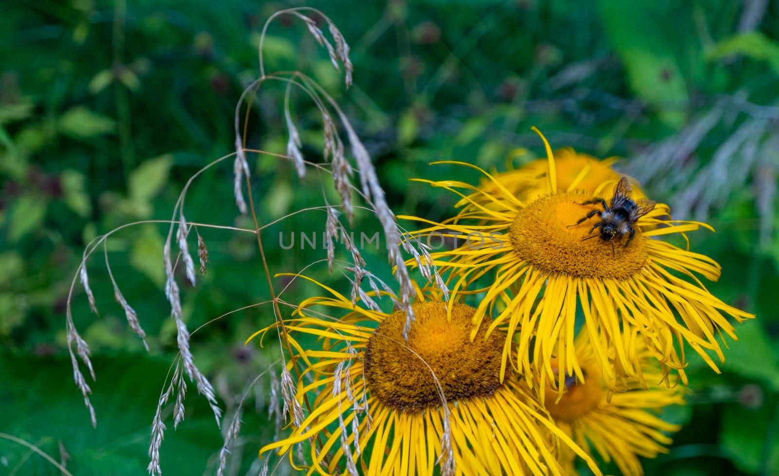 bumblebee collecting nectar from a beautiful flower. High quality photo