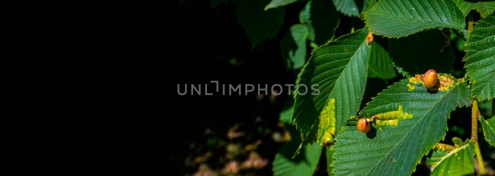 chestnut leaves affected by nutcracker - gall bug close- up. High quality photo