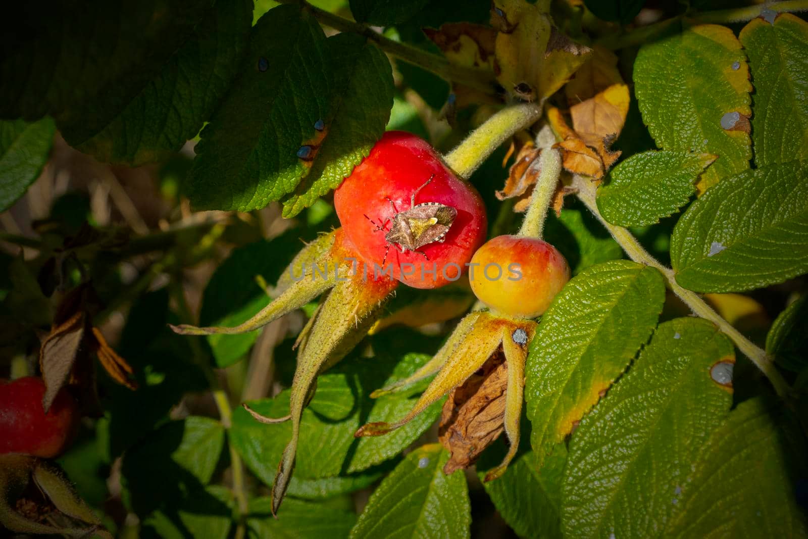 Adult Stink Bug of the Tribe Carpocorini on rosehip fruits. High quality photo