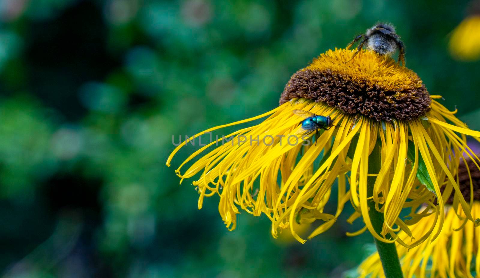 bumblebee collecting nectar from a beautiful flower. High quality photo