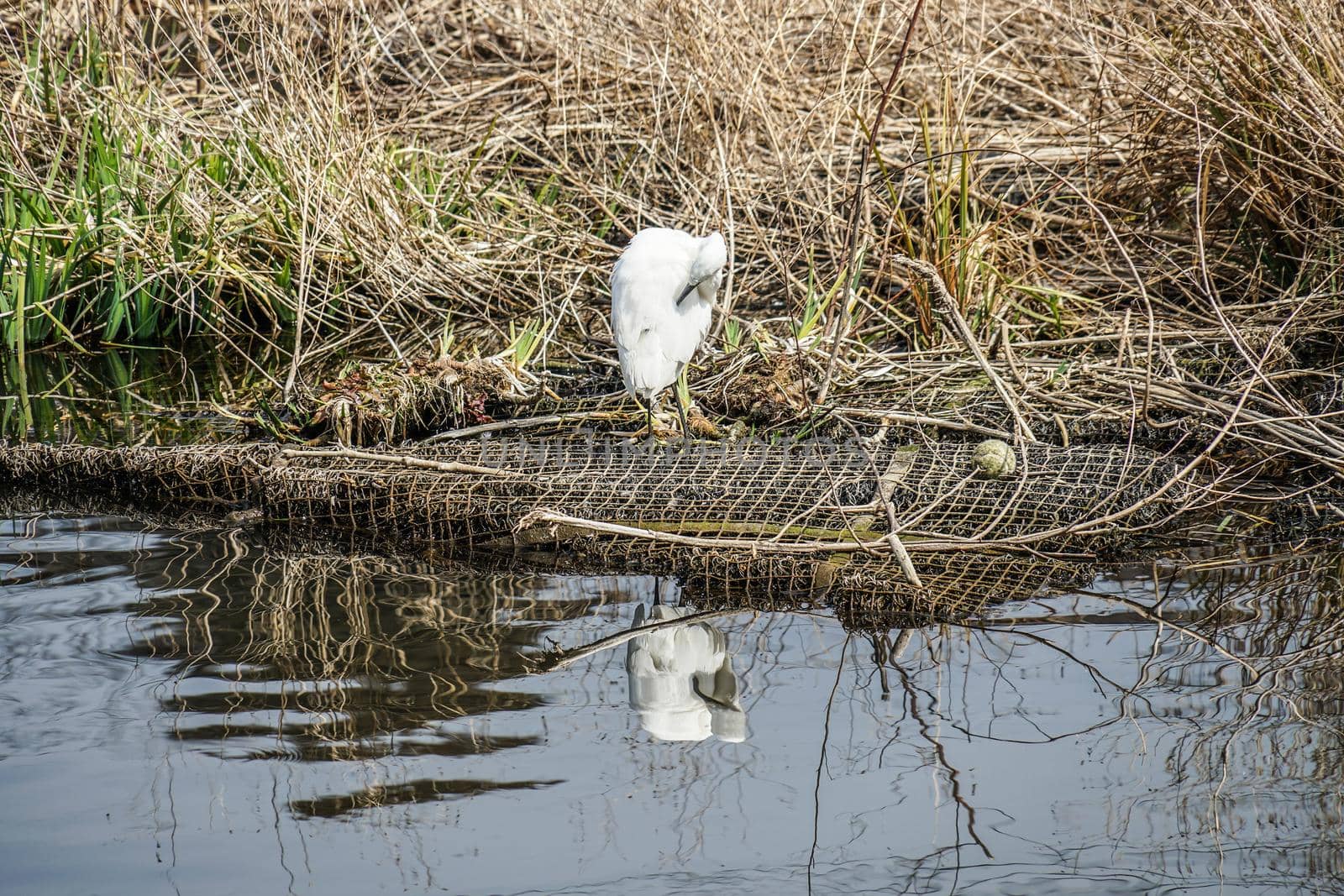heron. Shooting Location: Tokyo metropolitan area