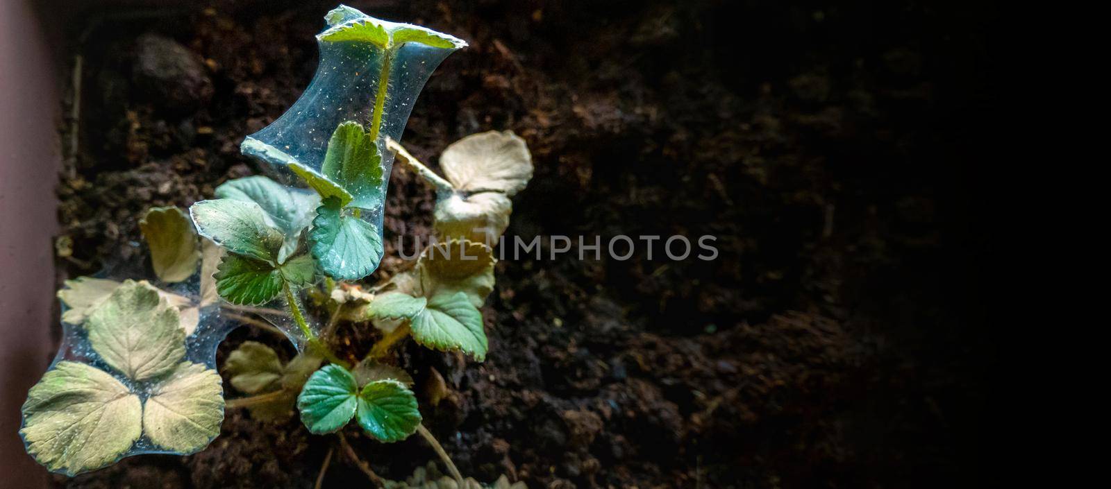 Red spider mite infestation on strawberry crop. High quality photo