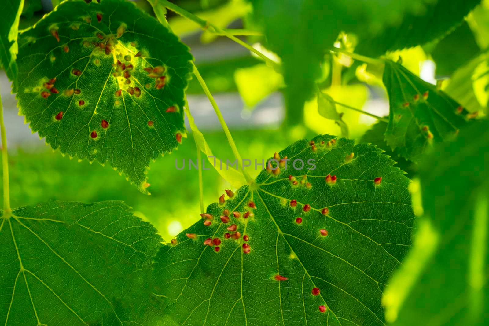 Linden leaves with the lime gall mite, Eriophyes tiliae. Closeup photograph of a linden leaf affected by Eriophyes tiliae galls. High quality photo