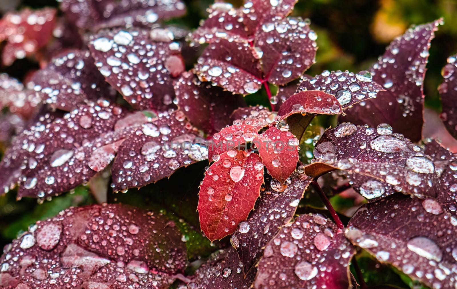 Crimson leaves covered with drops of water on autumn season.