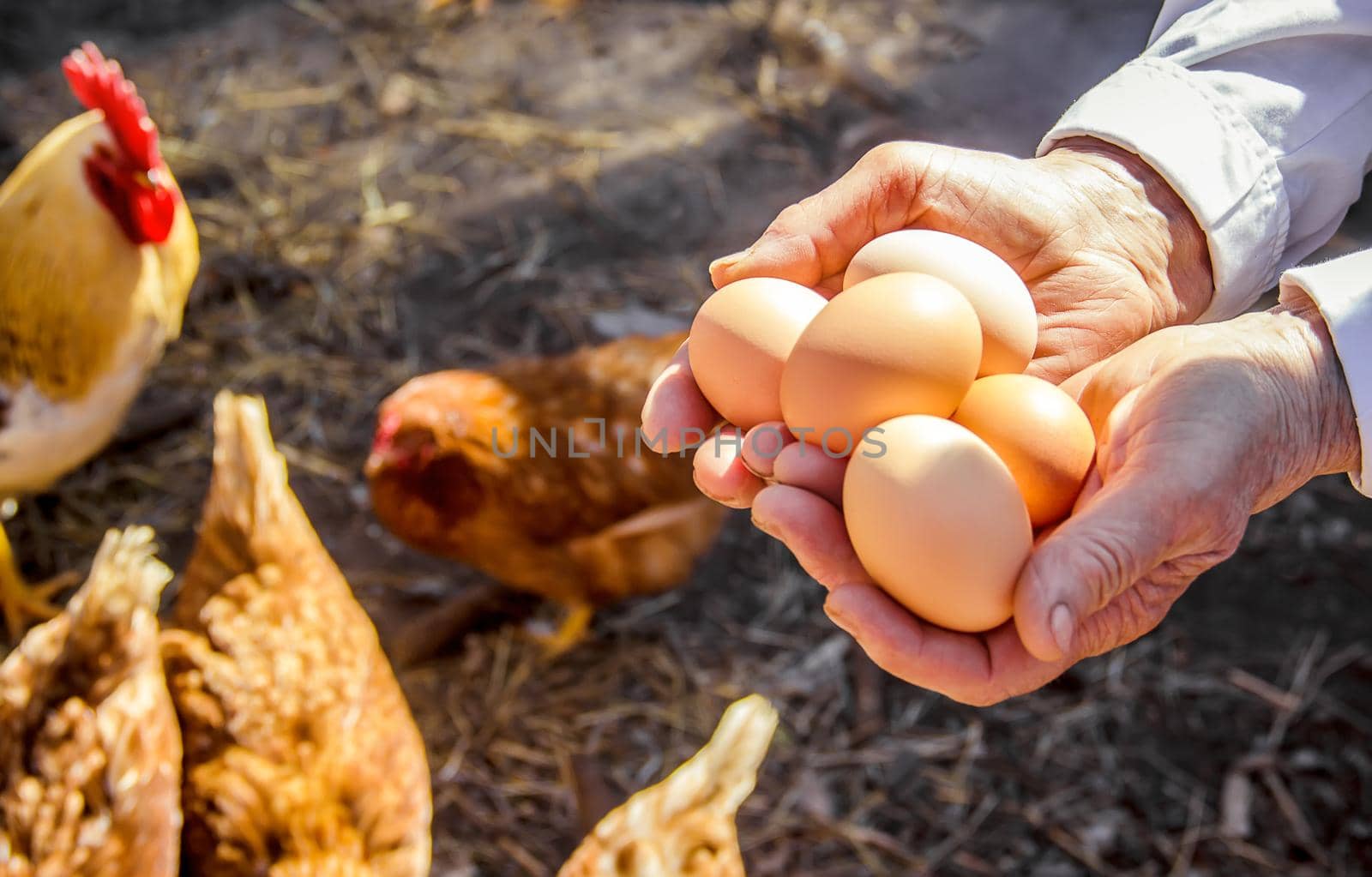 Chicken domestic eggs in hands. Selective focus. by yanadjana