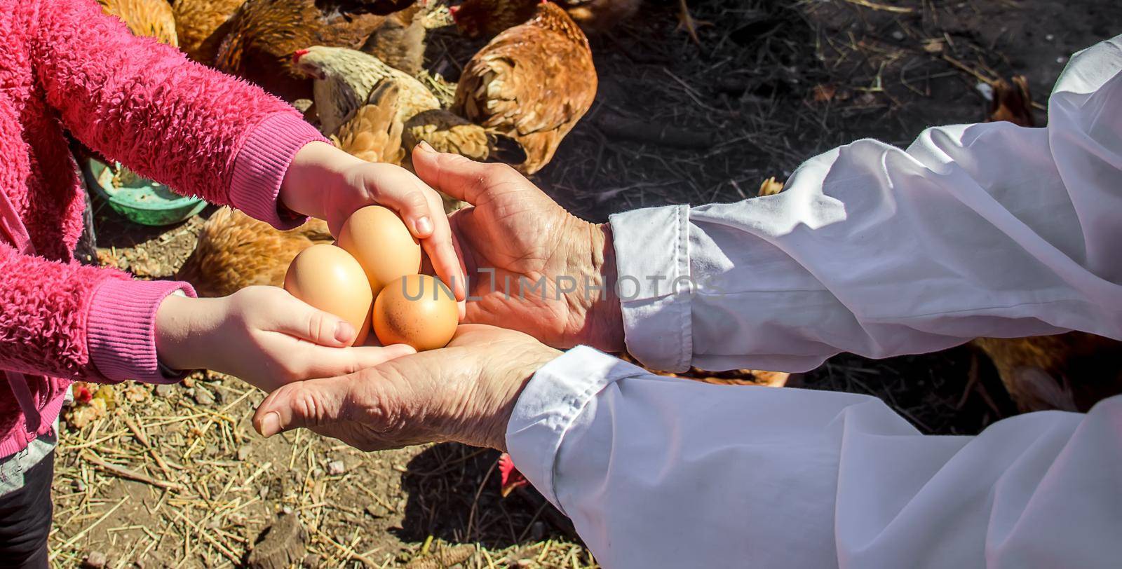 Chicken domestic eggs in hands. Selective focus. by yanadjana