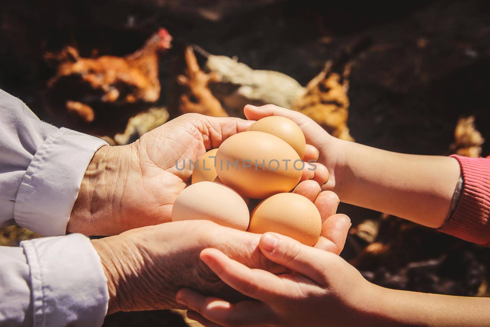 Chicken domestic eggs in hands. Selective focus. farm