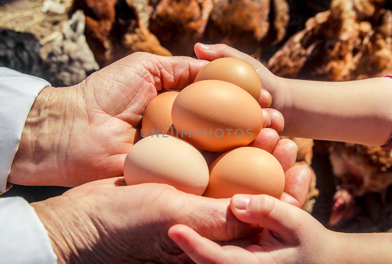 Chicken domestic eggs in hands. Selective focus. by yanadjana