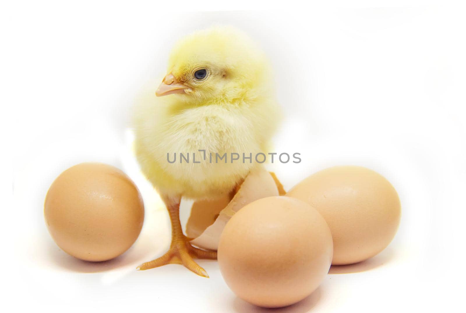 Chicken little in the children's hands. Selective focus.