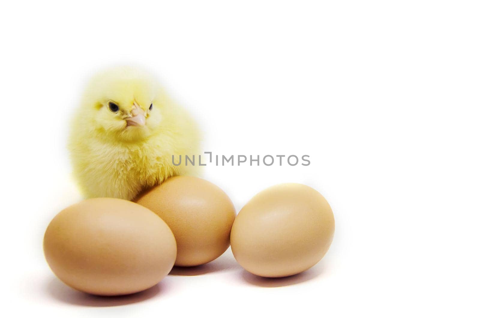 Chicken little in the children's hands. Selective focus.