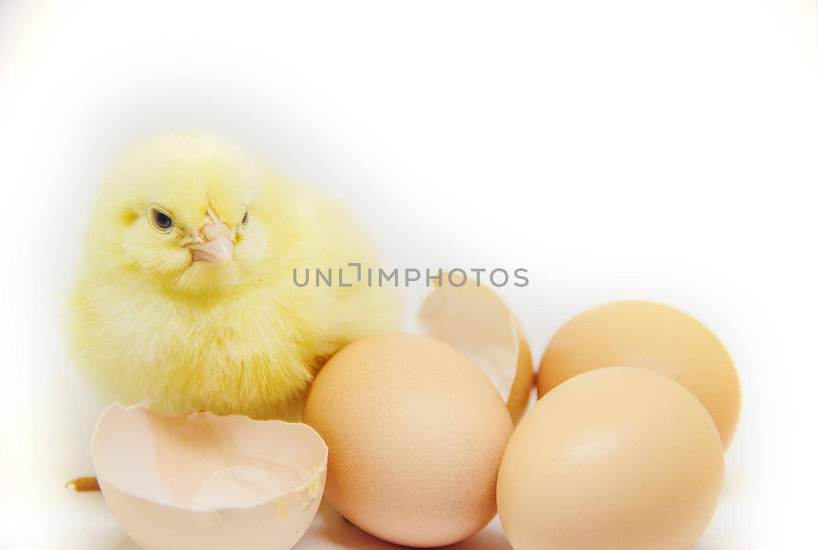 Chicken little in the children's hands. Selective focus.
