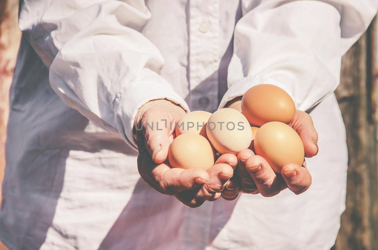 Chicken domestic eggs in hands. Selective focus. by yanadjana