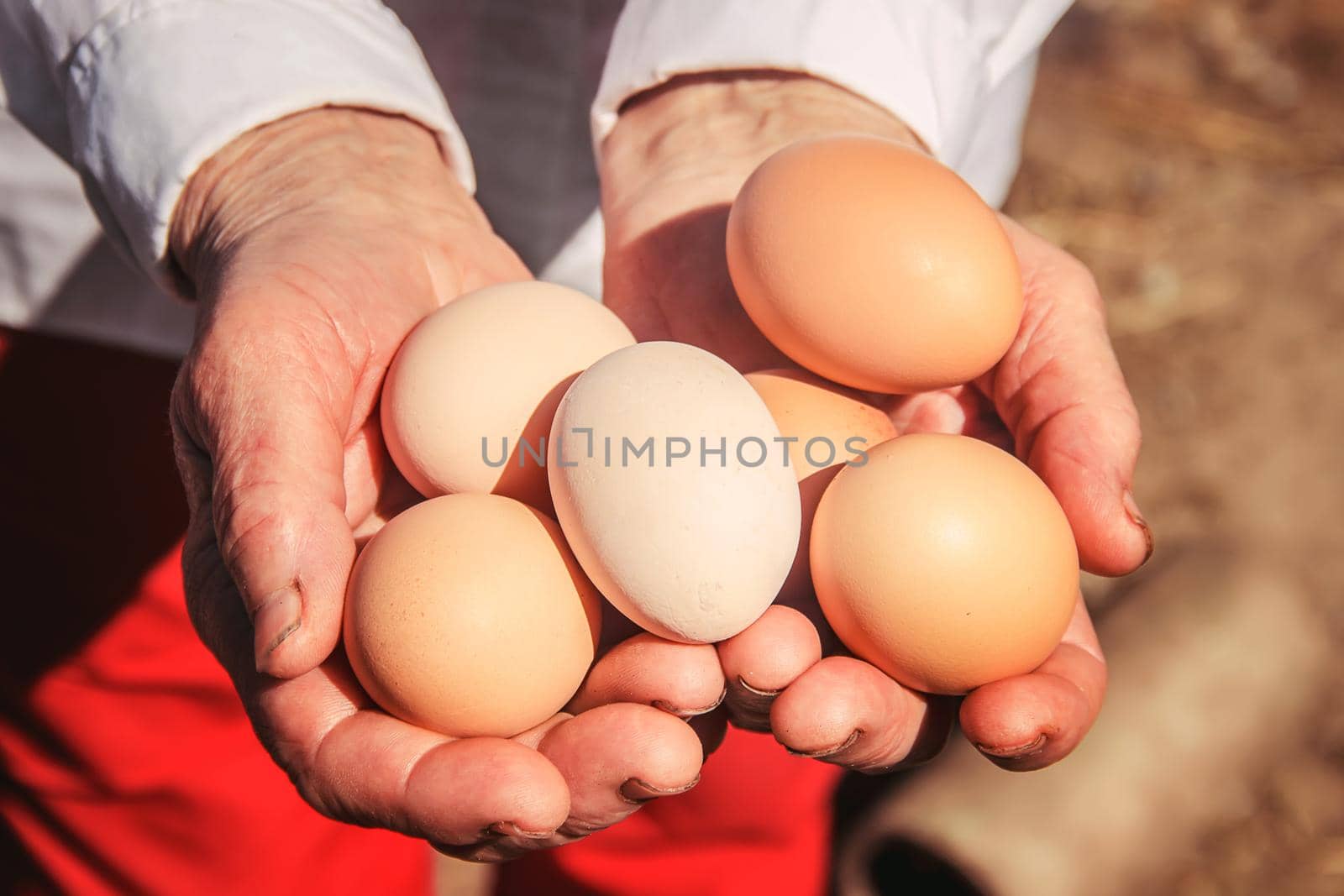 Chicken domestic eggs in hands. Selective focus. by yanadjana