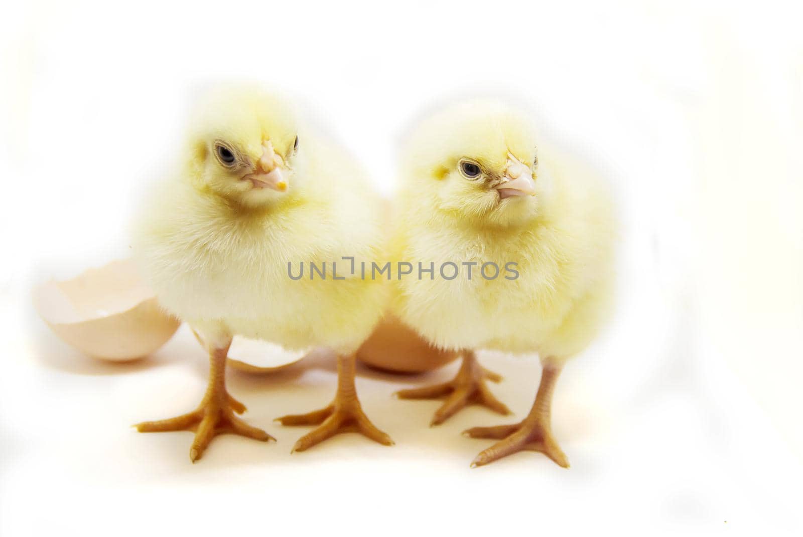 Chicken little in the children's hands. Selective focus.