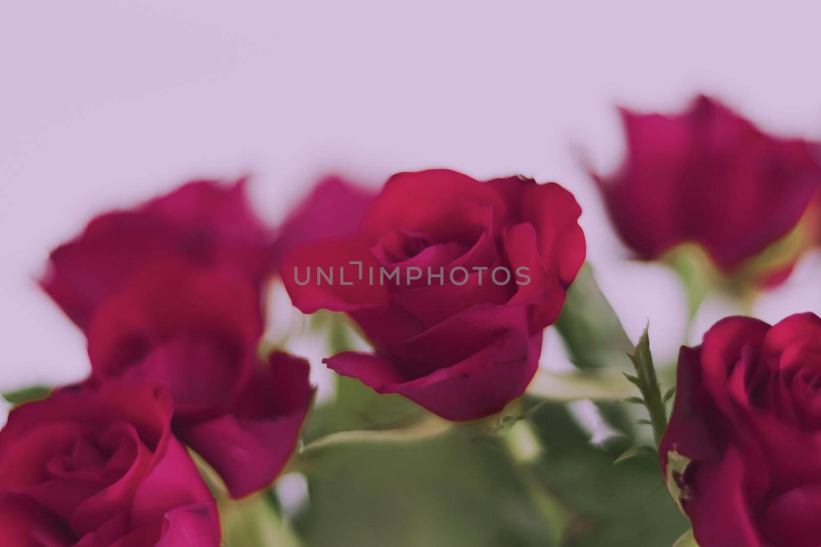 Tender bouquet of roses, floral gift and beautiful flowers closeup