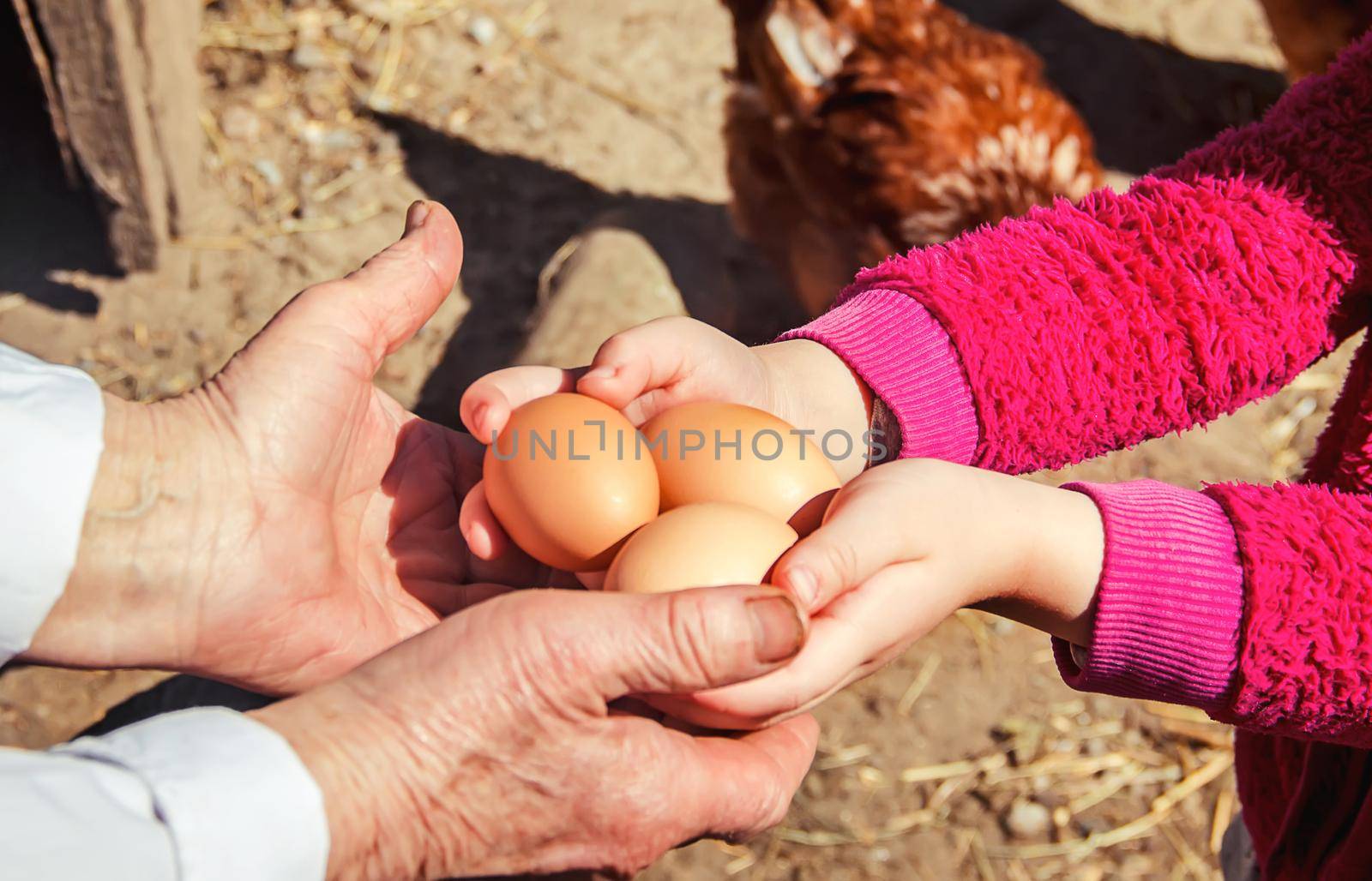 Chicken domestic eggs in hands. Selective focus. by yanadjana