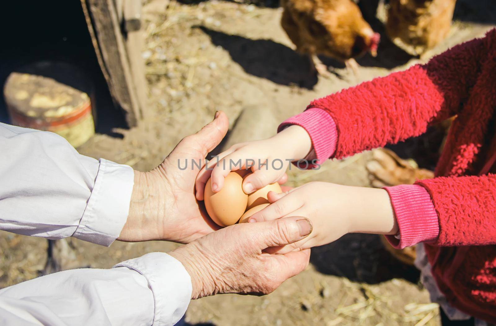 Chicken domestic eggs in hands. Selective focus. farm