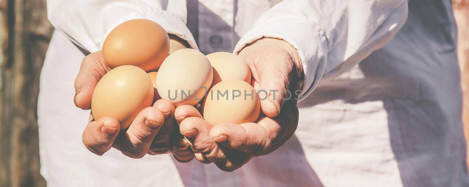 Chicken domestic eggs in hands. Selective focus. farm