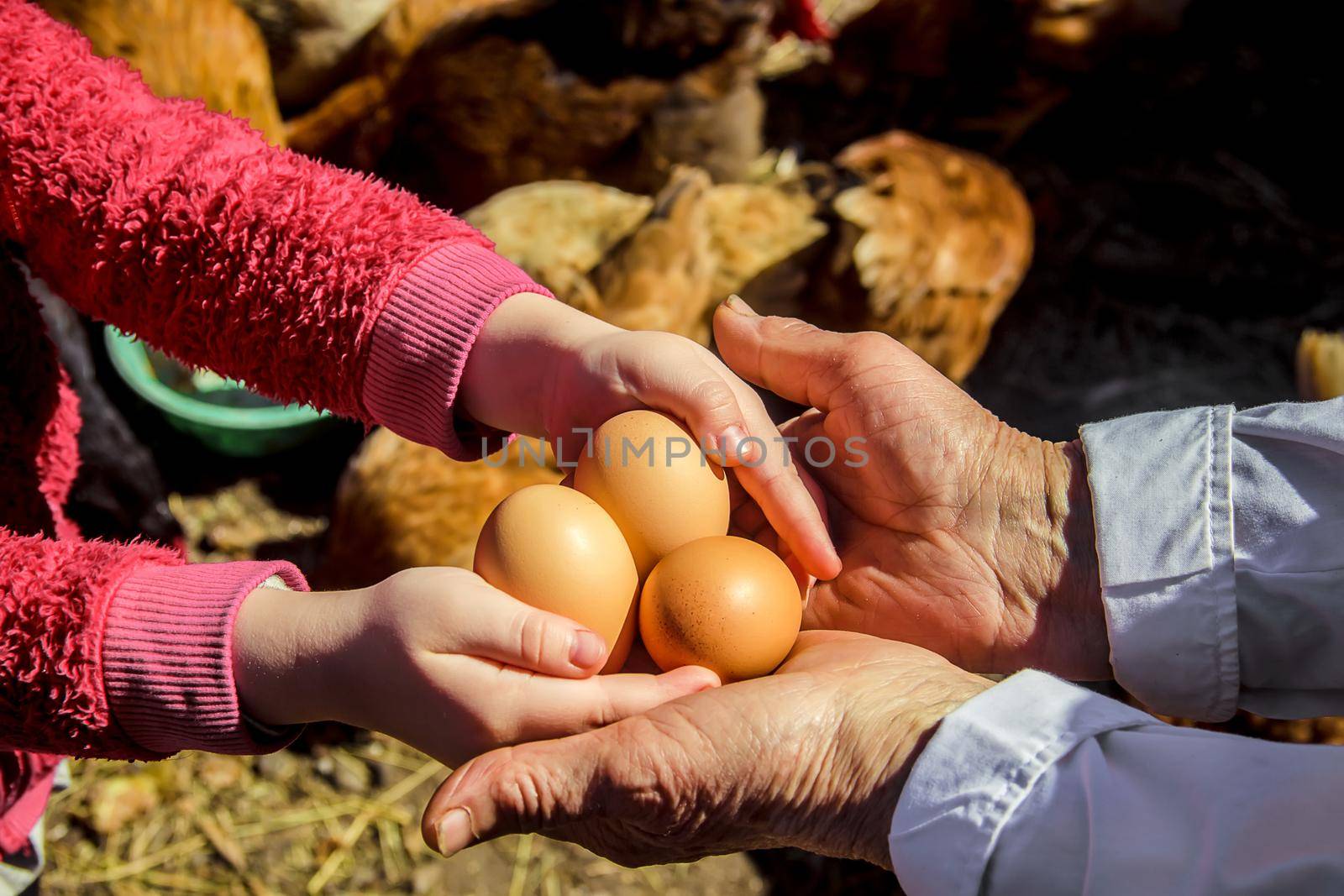 Chicken domestic eggs in hands. Selective focus. by yanadjana