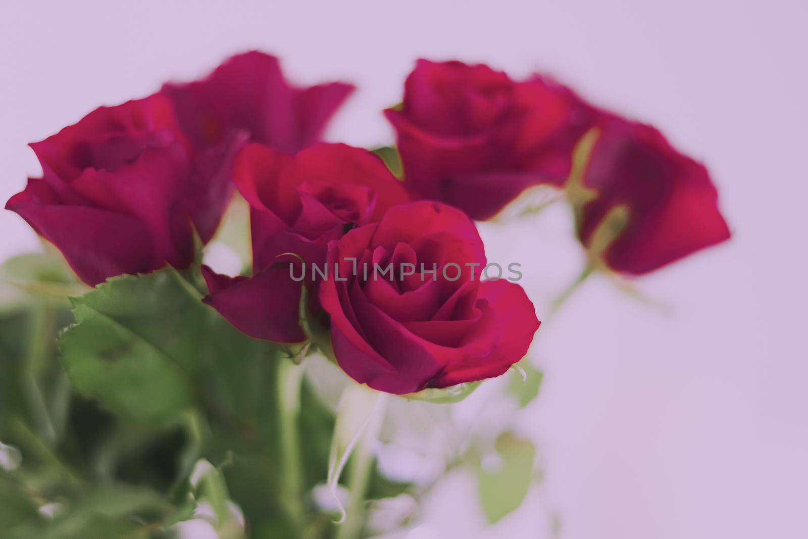 Tender bouquet of roses, floral gift and beautiful flowers closeup