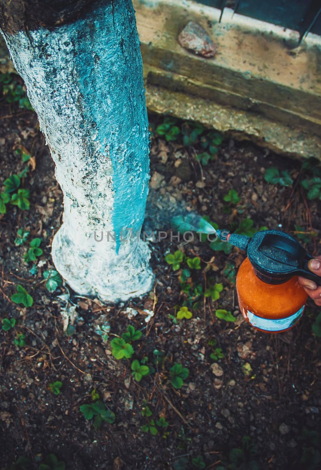 Process trees in the spring. Selective focus. by yanadjana