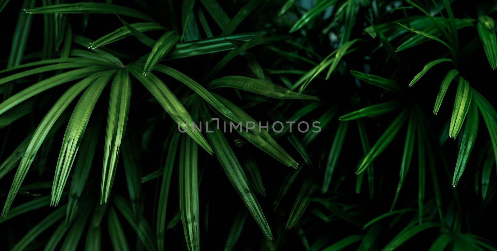 Closeup green leaves of tropical plant in garden. Ornamental plant decor in garden. Green leaf on dark background. Green leaves for spa background. Beauty in nature. Ornamental plants for landscaping.