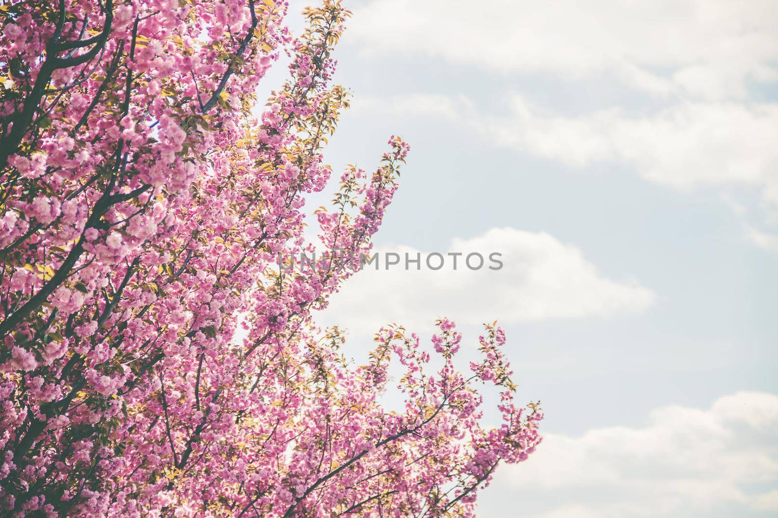 Flowering sakura in the botanical garden. selective focus. by yanadjana