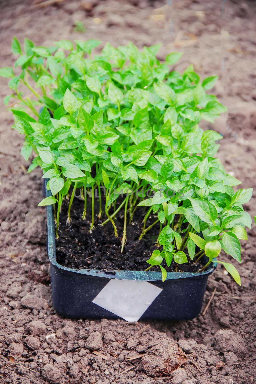 Seedlings of pepper in pots on the windowsill. Selective focus. by yanadjana