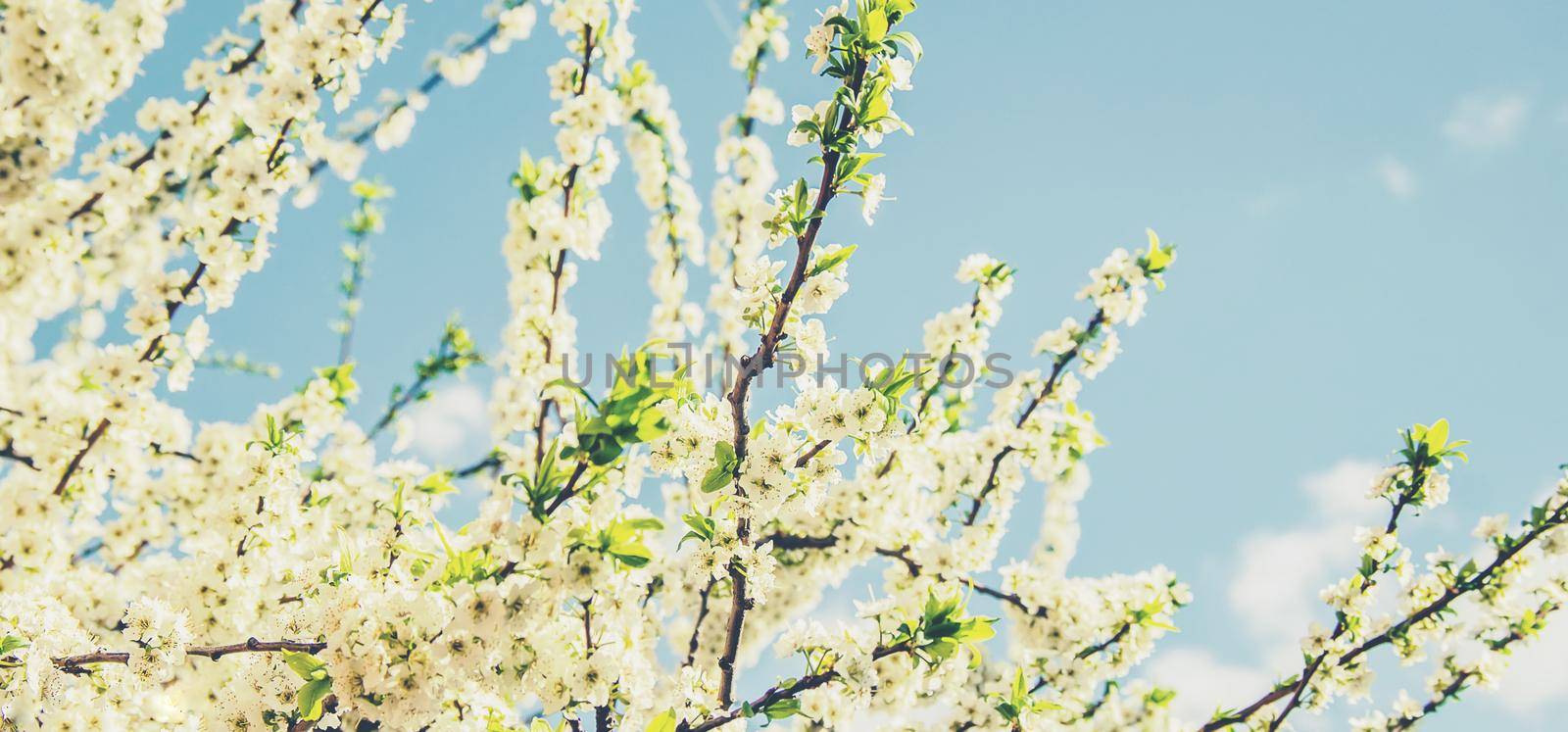 Spring flowering trees. Blooming garden. Selective focus nature
