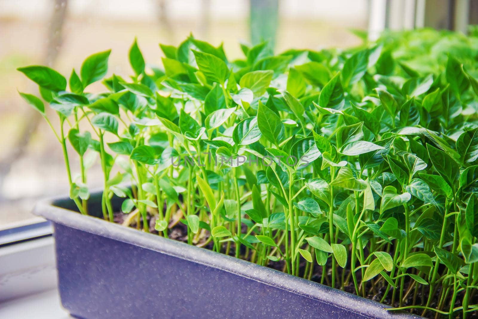 Seedlings of pepper in pots on the windowsill. Selective focus.