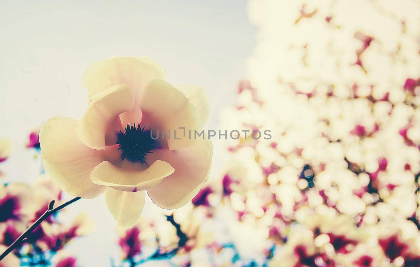 background of blooming magnolias. Flowers. Selective focus.