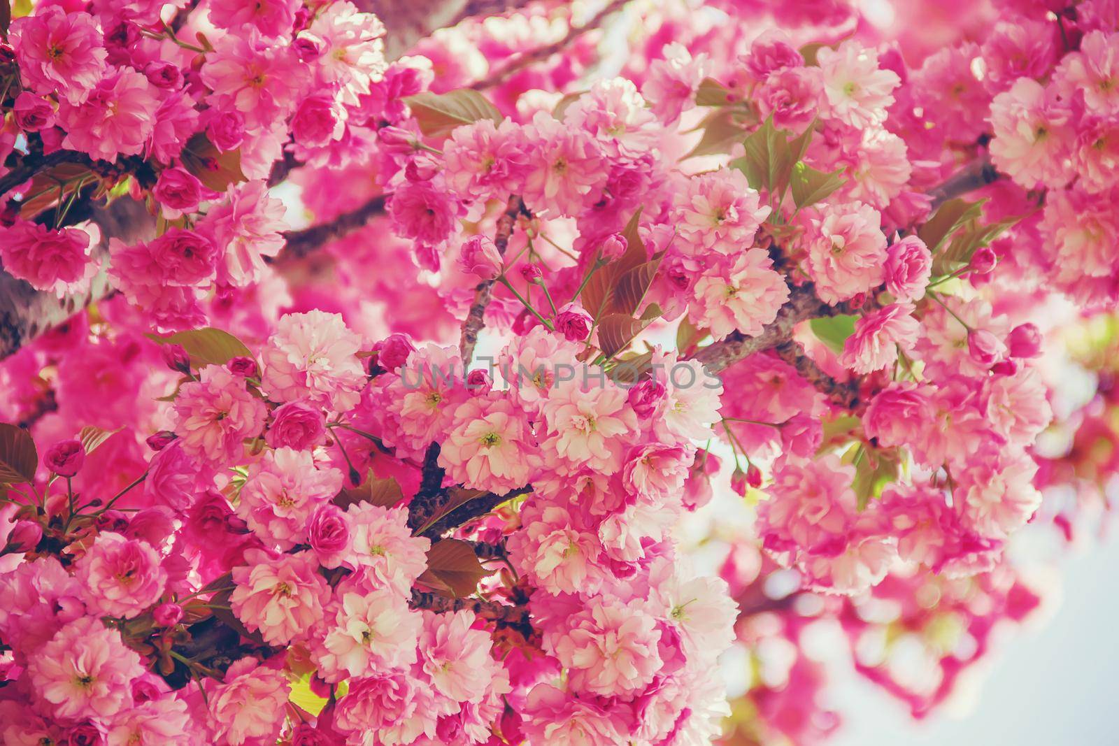 Flowering sakura in the botanical garden. selective focus. by yanadjana