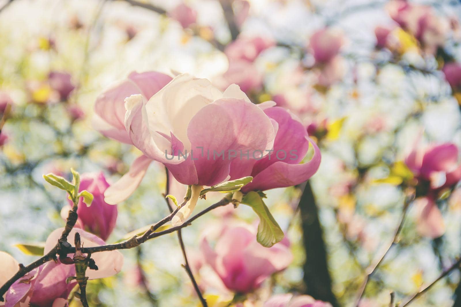 background of blooming magnolias. Flowers. Selective focus. by yanadjana