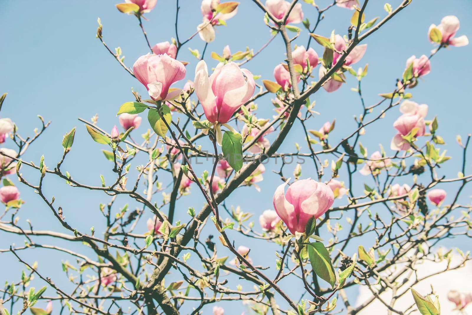 background of blooming magnolias. Flowers. Selective focus nature
