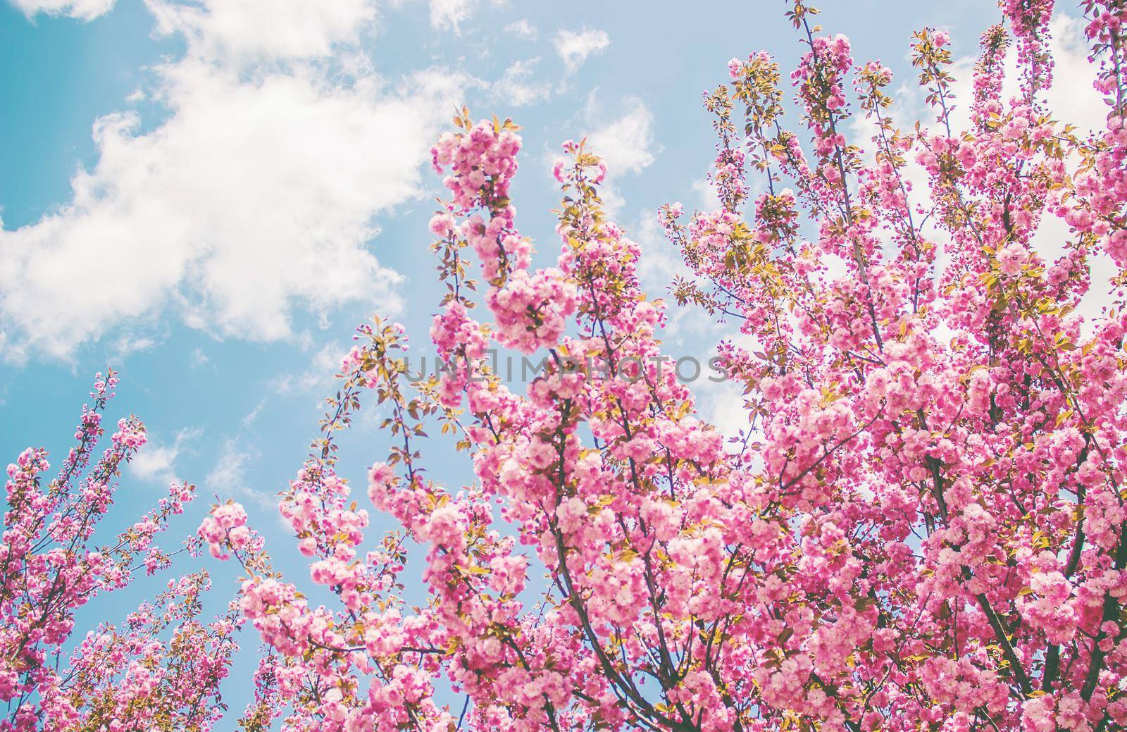 Flowering sakura in the botanical garden. selective focus. by yanadjana