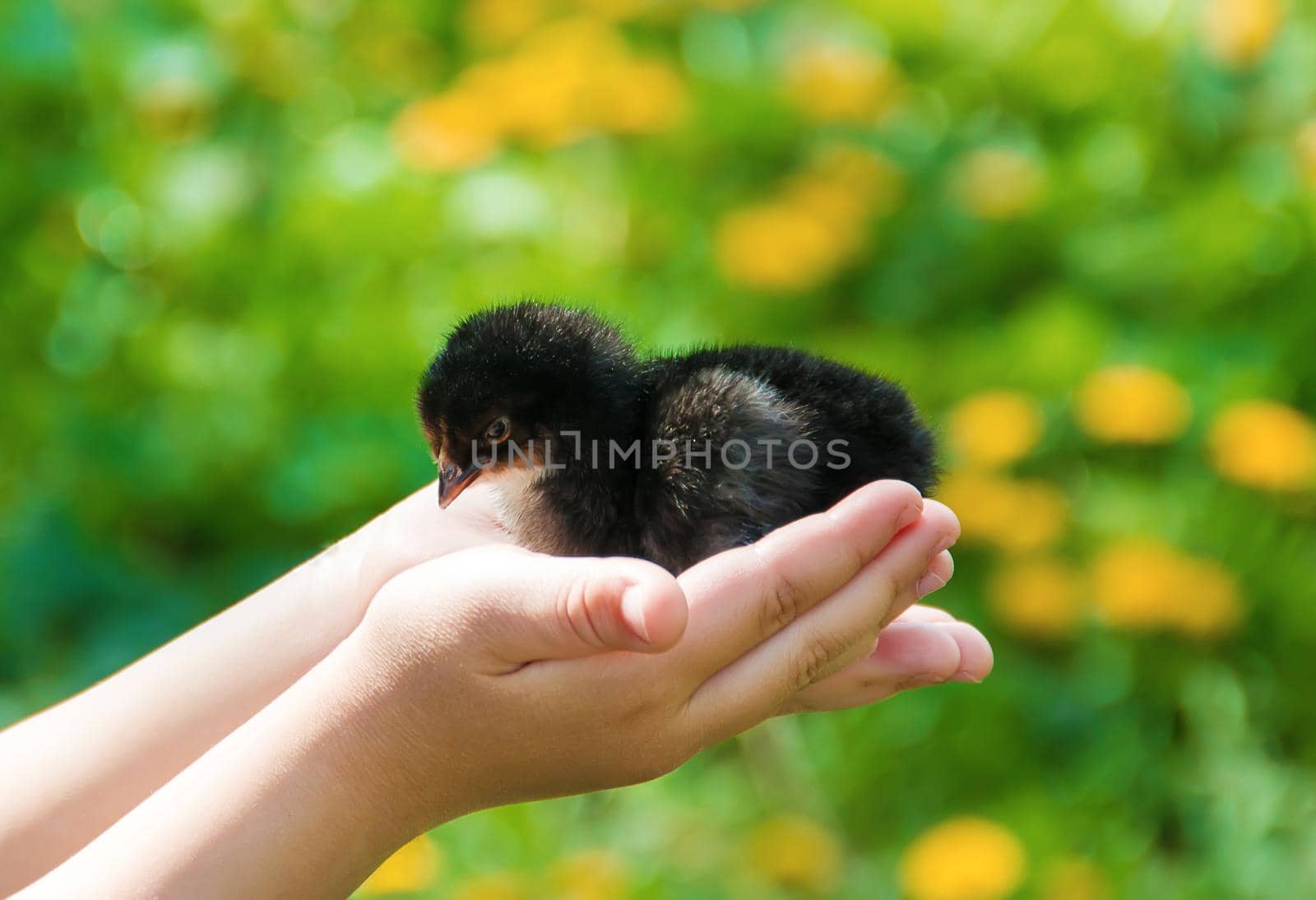 The child holds a chicken in his hands. Selective focus. by yanadjana