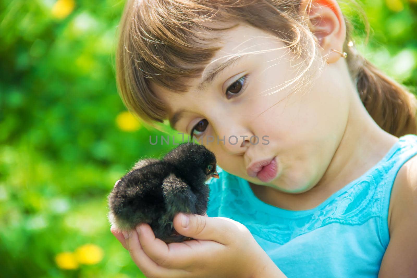 The child holds a chicken in his hands. Selective focus. nature.