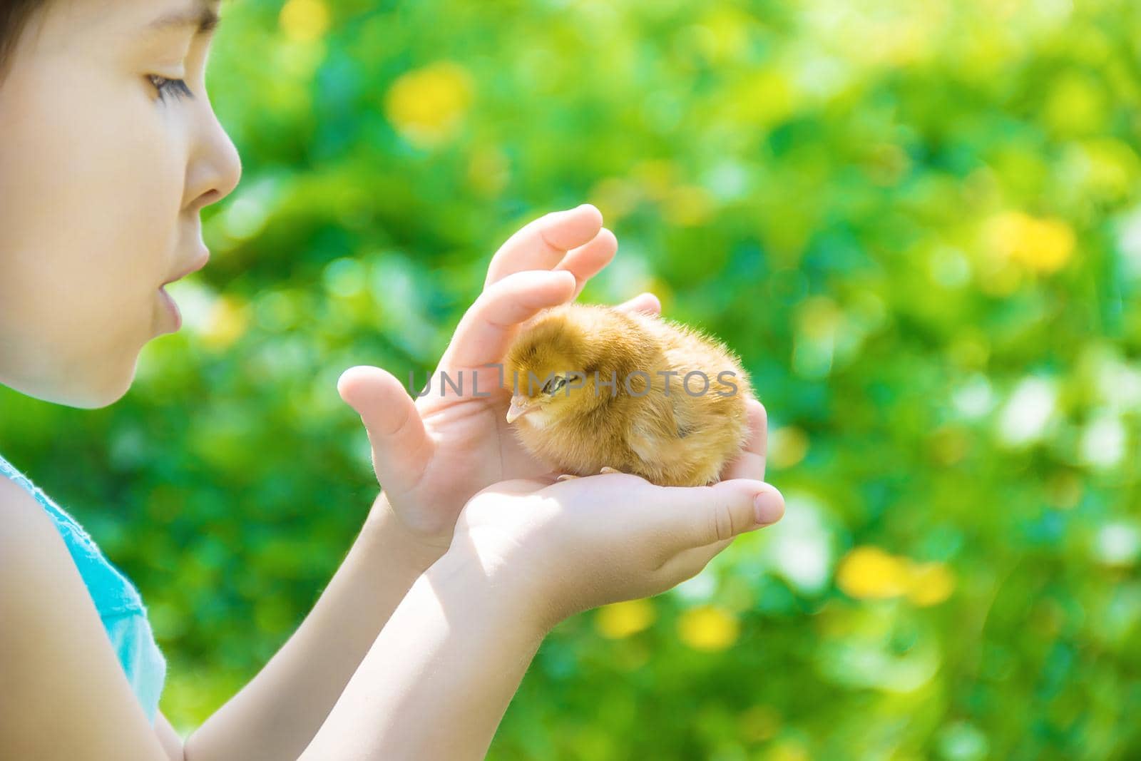 The child holds a chicken in his hands. Selective focus. nature.