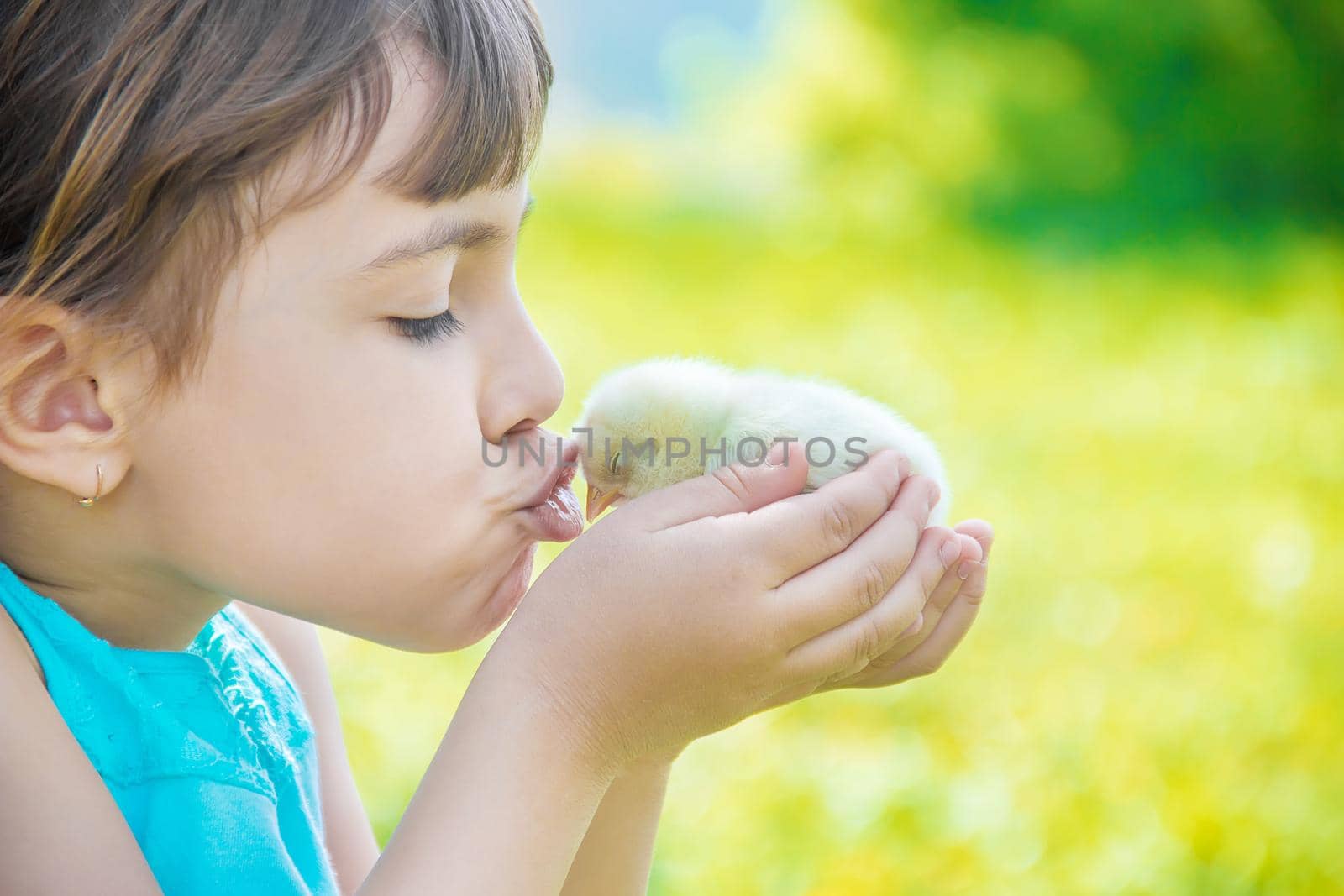 The child holds a chicken in his hands. Selective focus. nature.