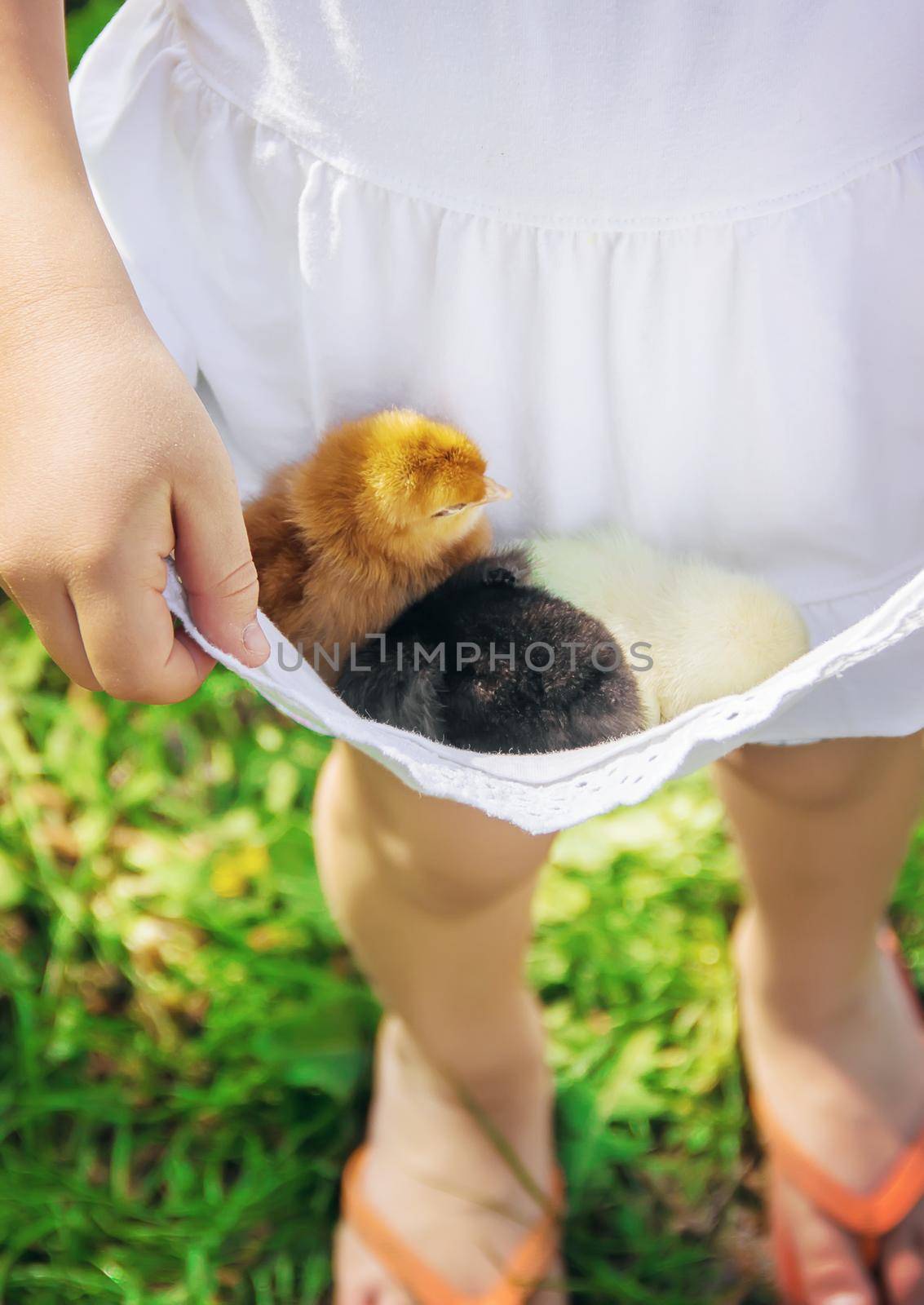 The child holds a chicken in his hands. Selective focus. nature.